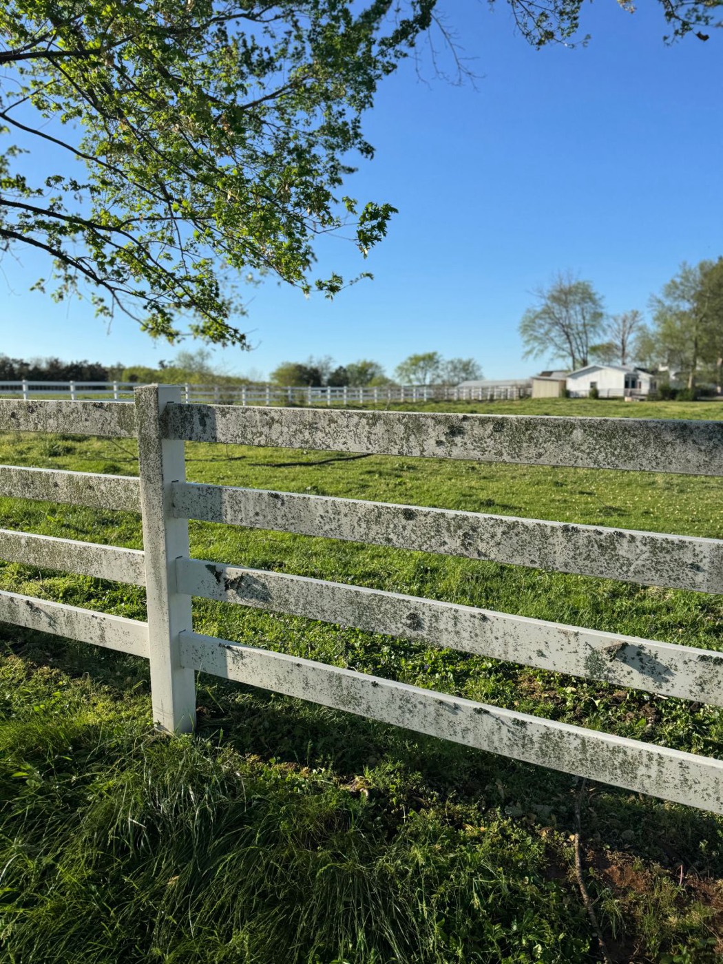 White vinyl fence covered in green algae before cleaning